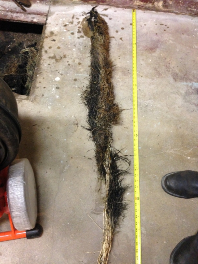 Main Sewer Line Tree Roots